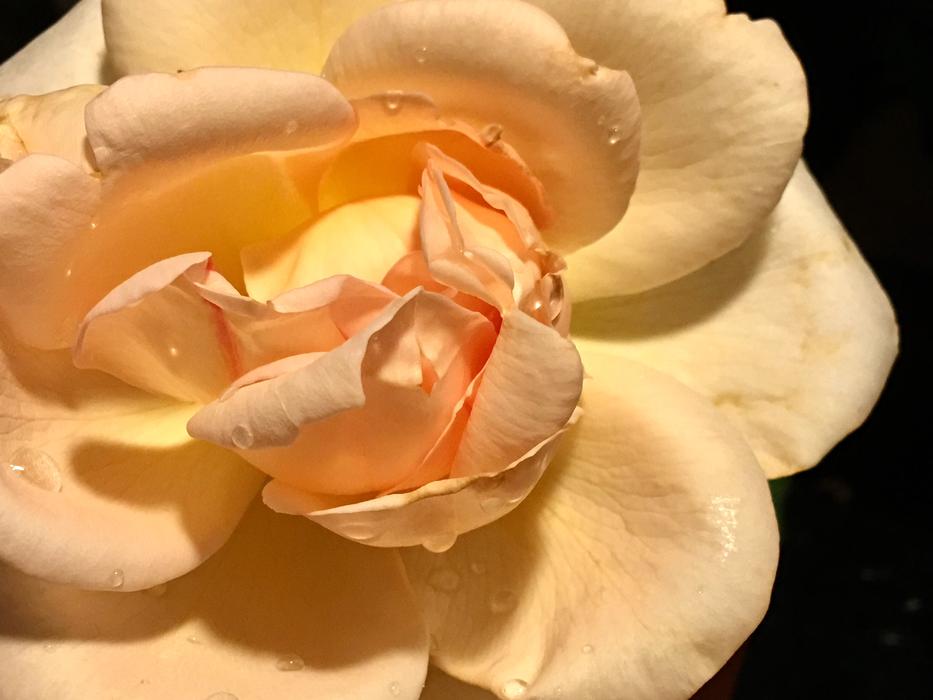 Petals Yellow Rose Rosa