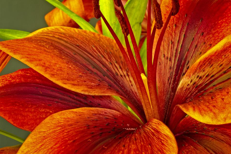 Nature Flower Lily
