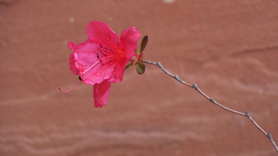 Flowers Nature Plants