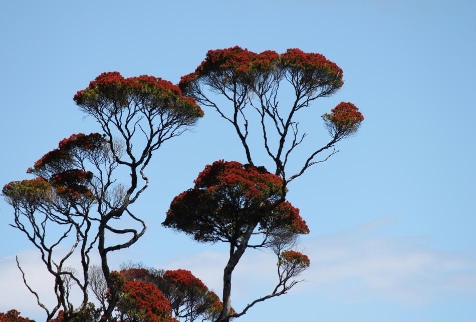 Tree Nature Sky