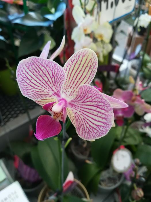 Flower Plant Nature