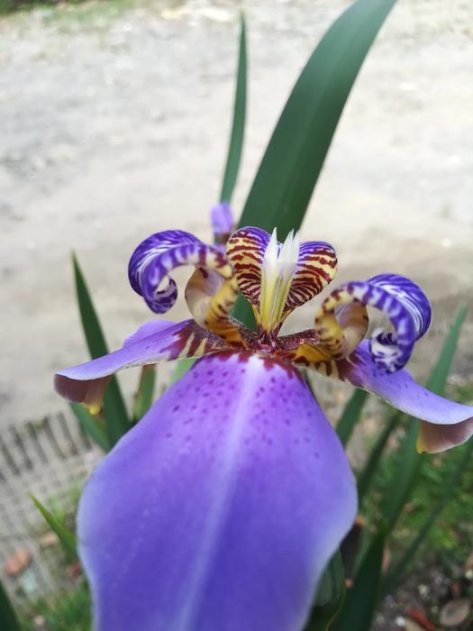 Nature Flower Plant