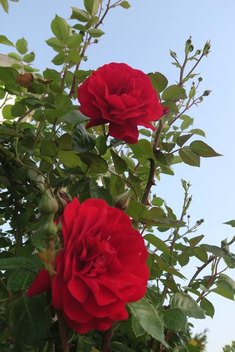 Flower Rose Plant