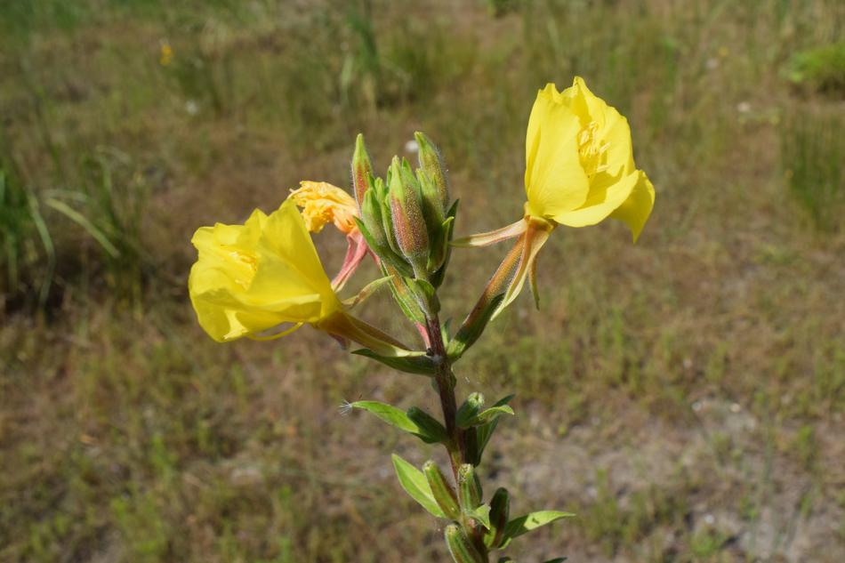 Flower Nature Yellow