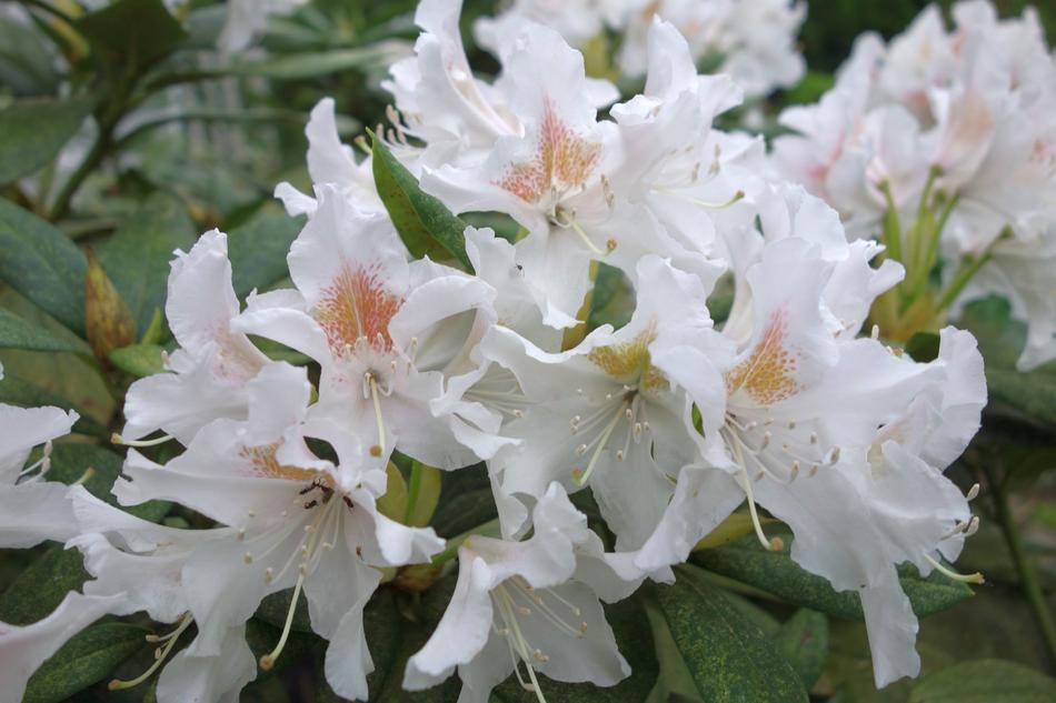 Rhododendron Flower Plant