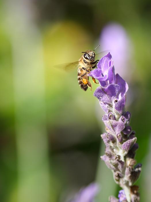 Bee Flower Insect