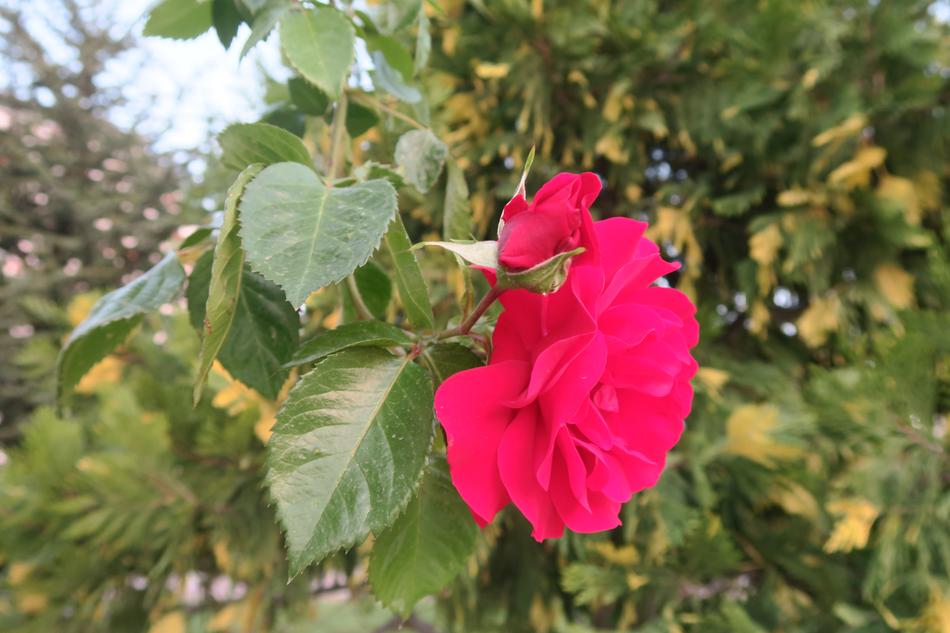 Red Rose Nature Plant
