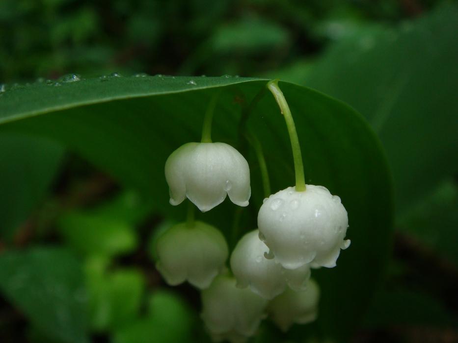 Nature Flora Outdoors
