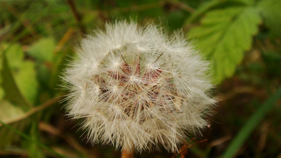 dandelion fluffy beautiful lovely