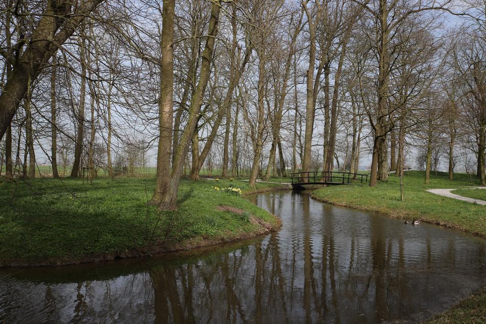 green field trees swamp