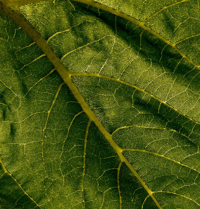 Leaf Plant Green