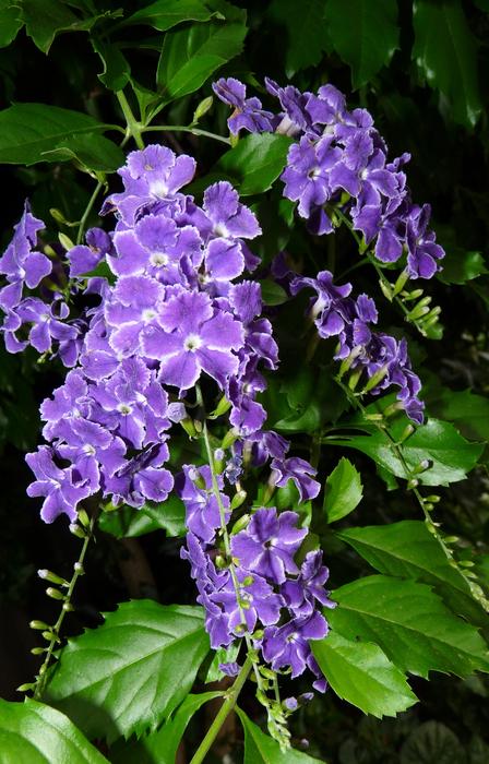 Nature Flower Garden