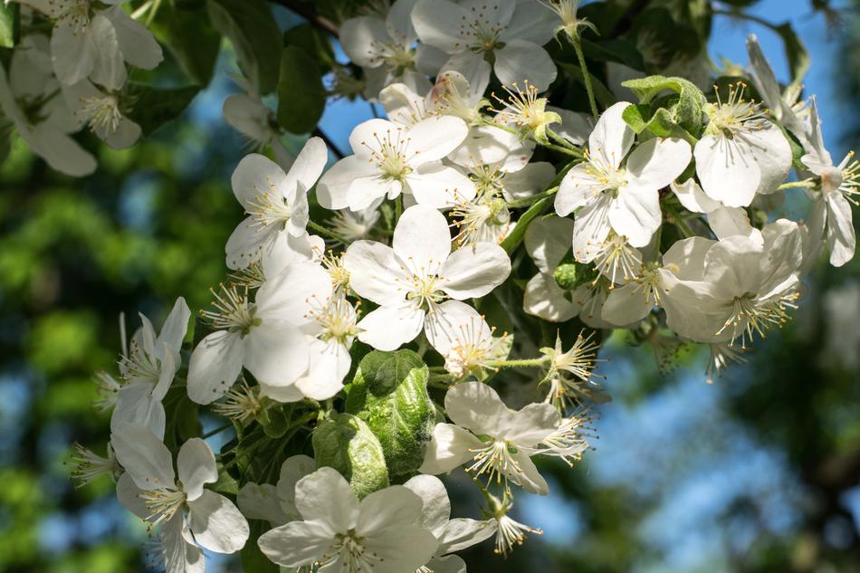 Flower Nature Plant