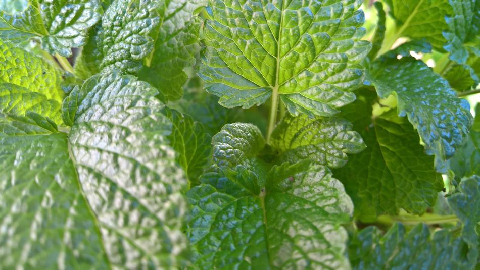 Leaf Plant Nature