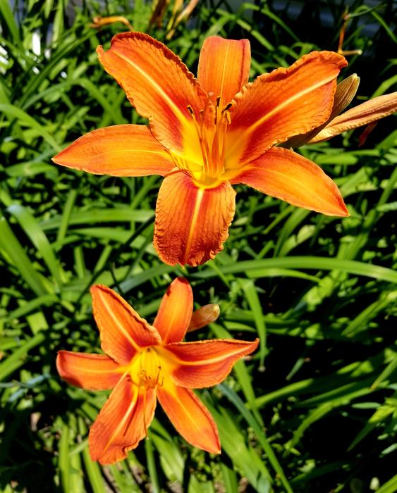 Tiger Lily Flower