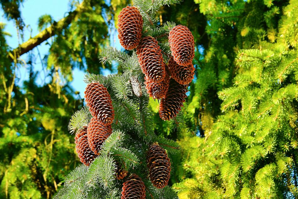 Tree Nature Plant
