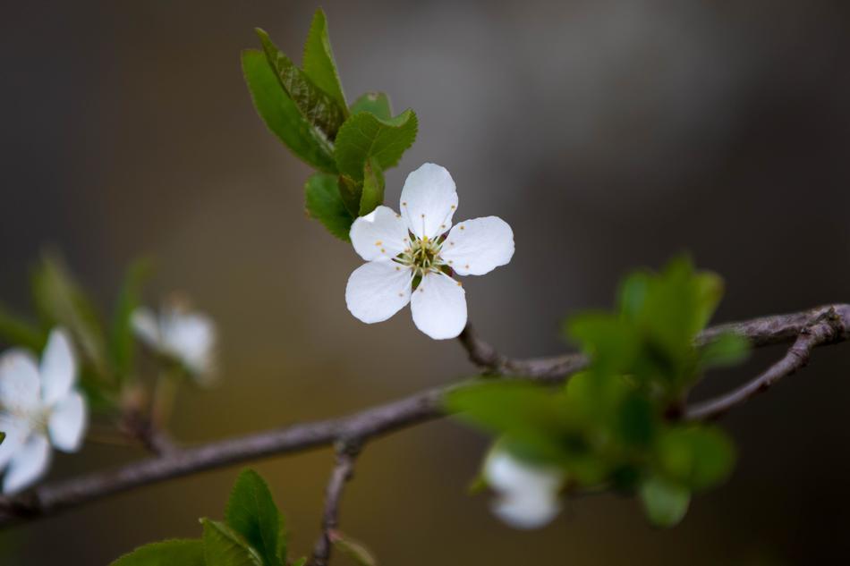 Flower Nature Plant