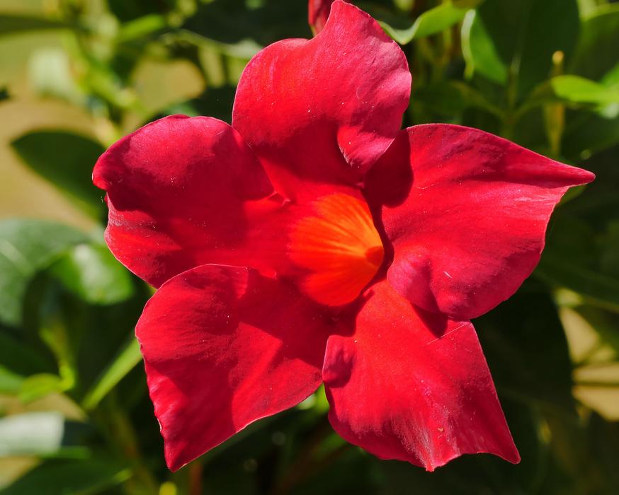 a big red flower in the grass