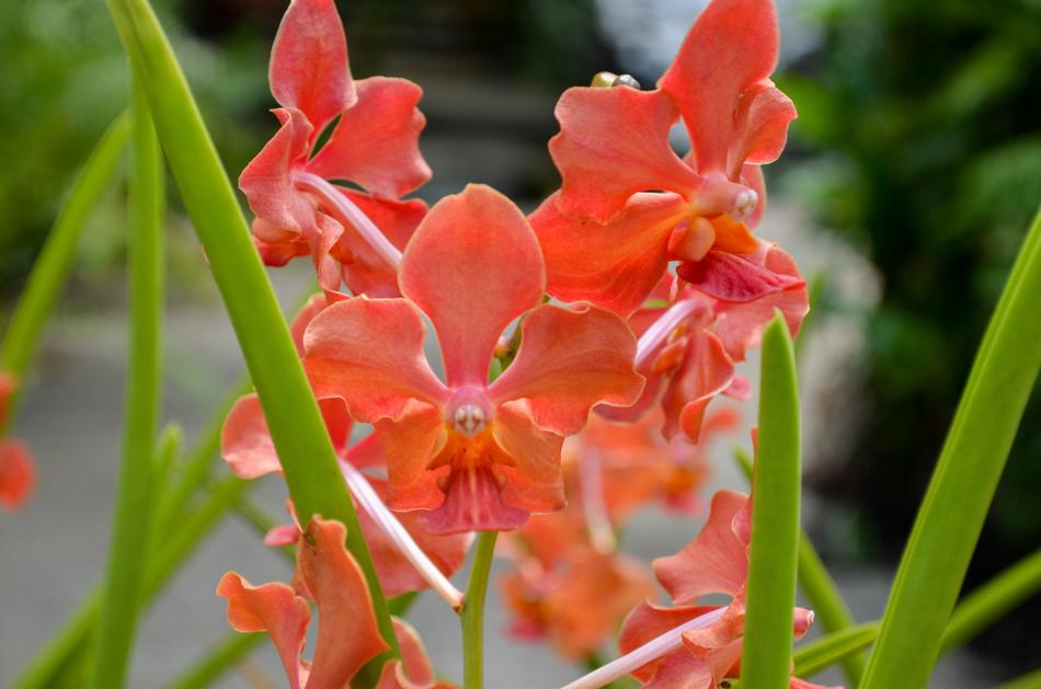 Flower Plant Nature