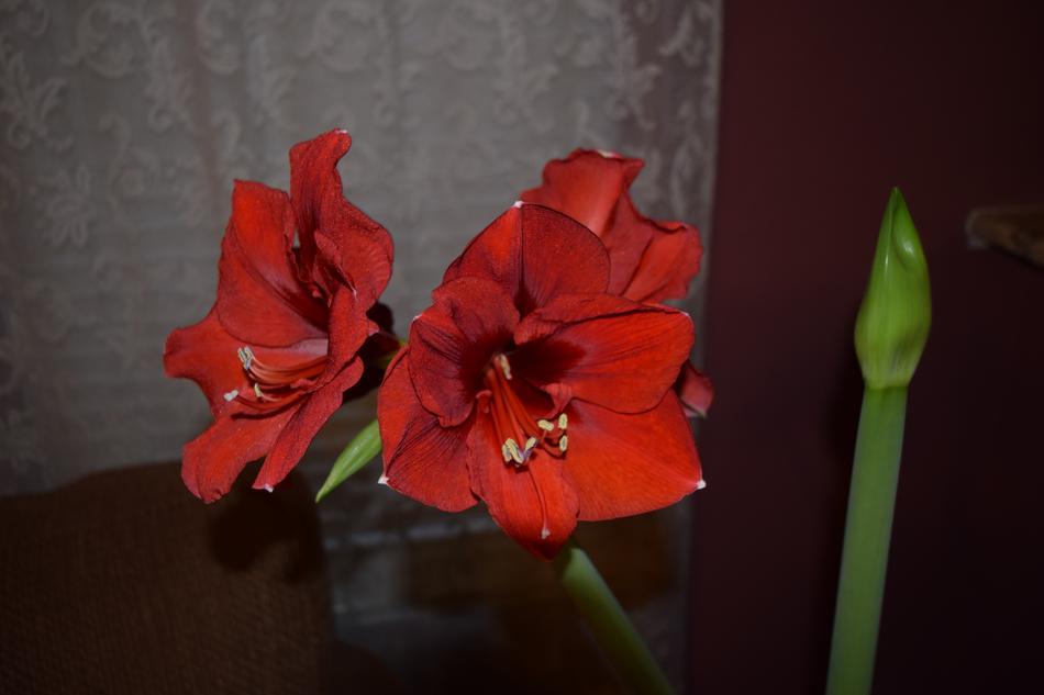 red bud on the table