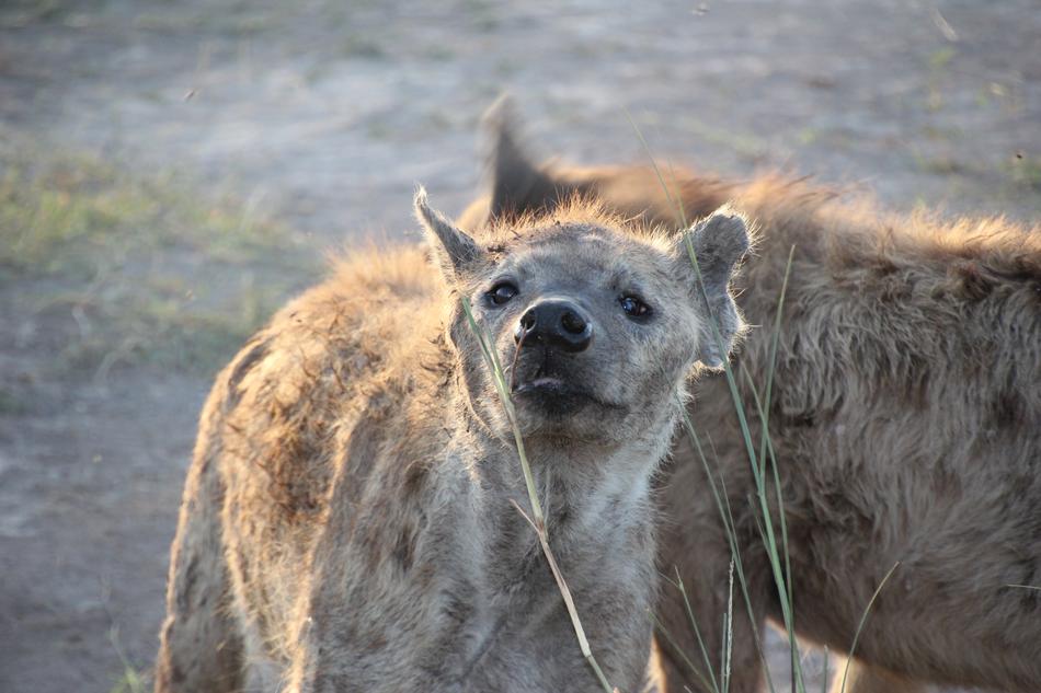 Nature Mammal Wildlife