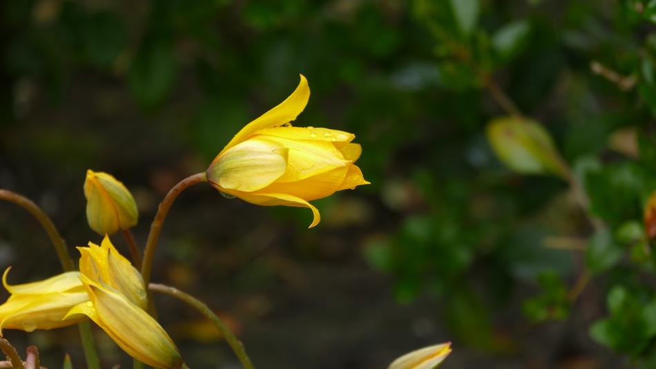 Nature Flower Plant