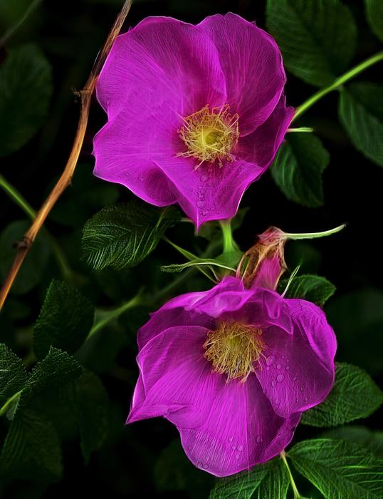 flower plant garden nature