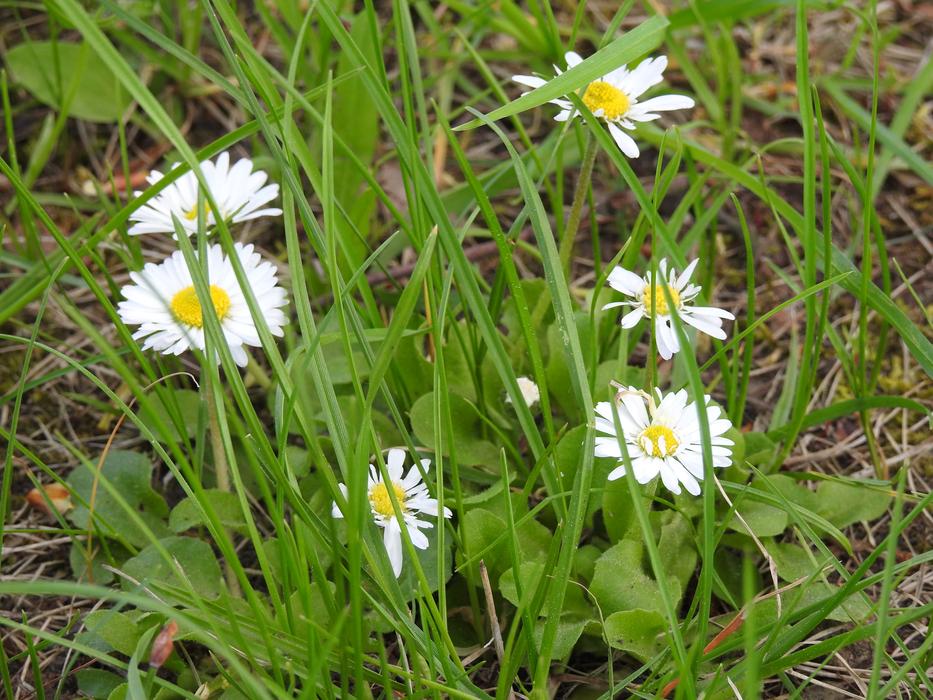Nature Flower Plant