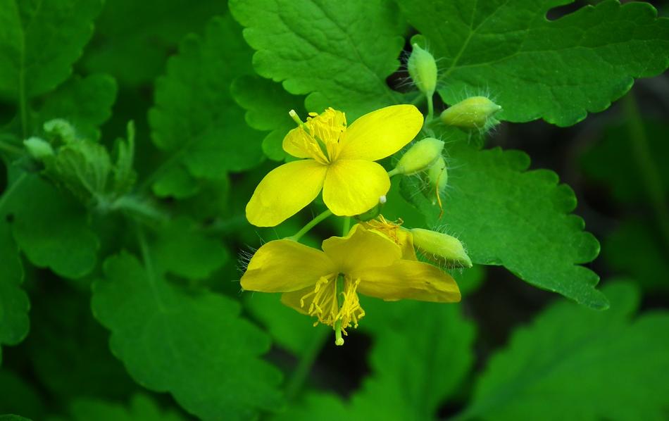 Nature Leaf Plant
