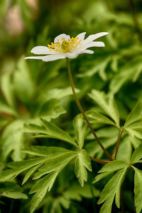Anemones Flora Nature