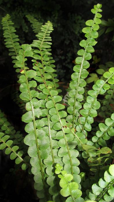 green leaves on plant species