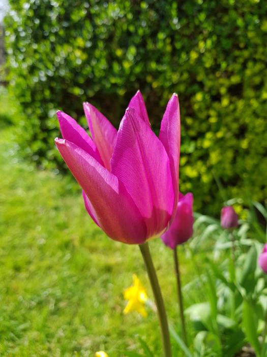 Nature Flora Flower