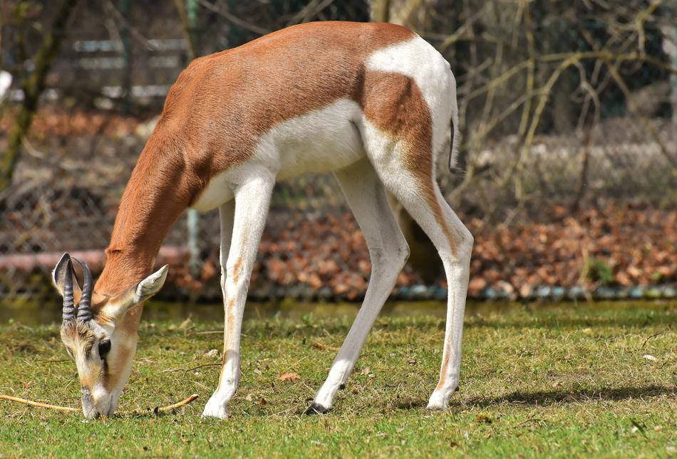 Gazelles Wild Animals Pair African