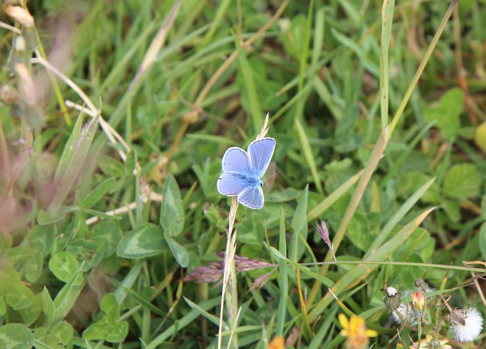 Butterfly Blue Nature