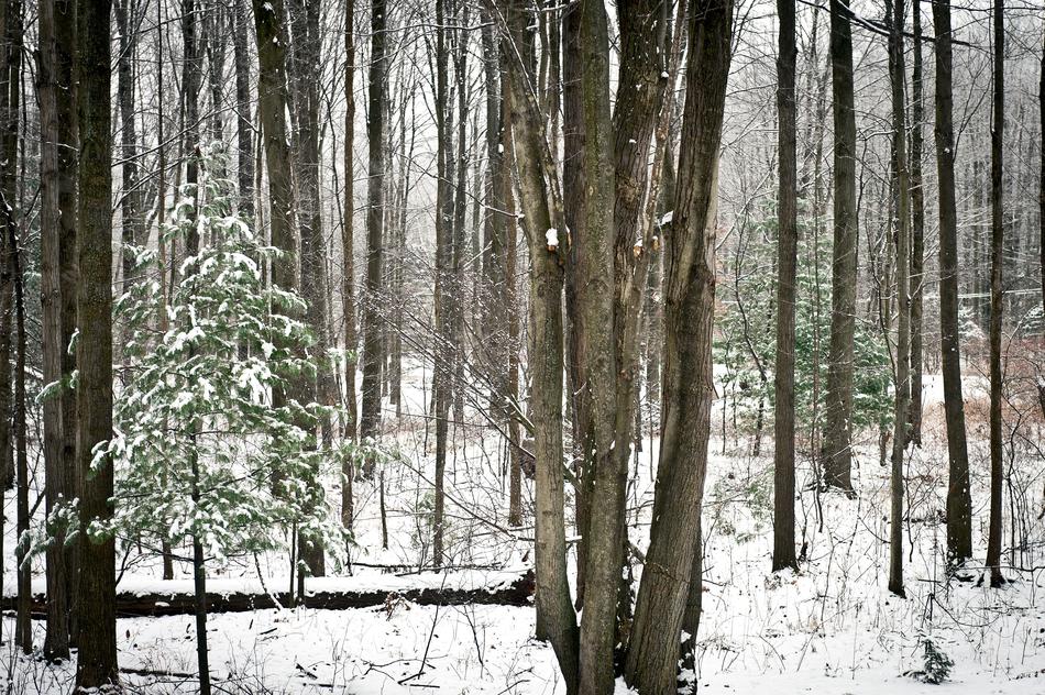 Wood Tree Winter