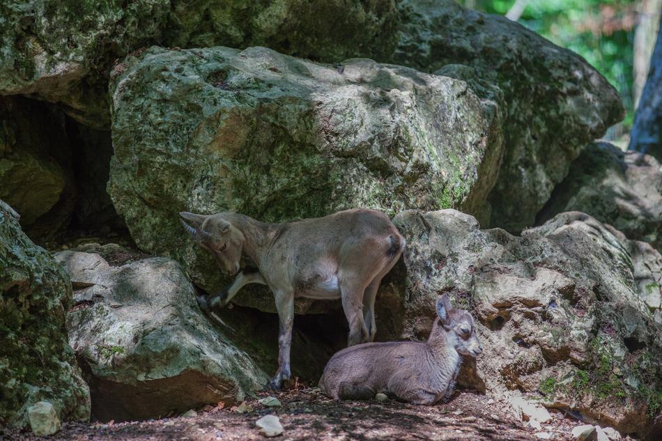 Alpine Ibex Animal World Nature