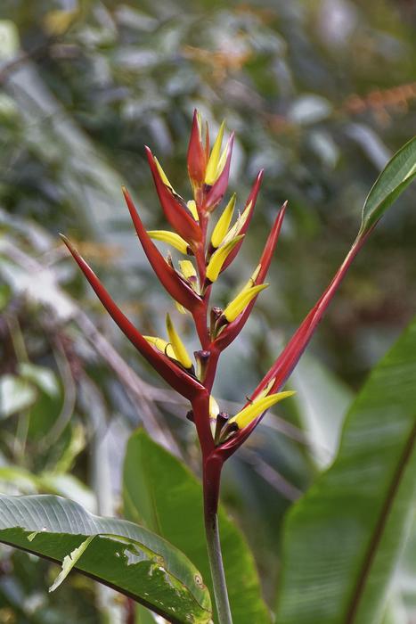 Colombia Tropics Plant Flower