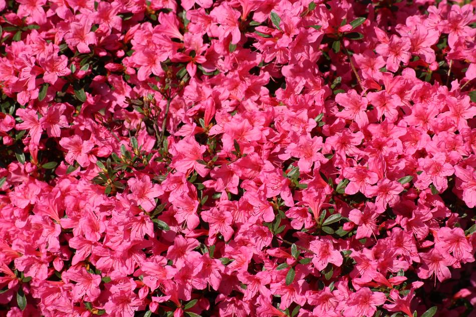 Azalea Rhododendron Spring