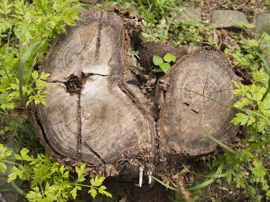 Nature Tree Animal