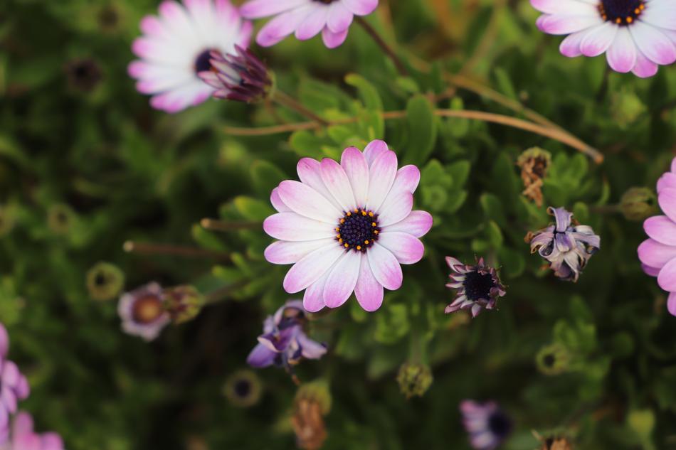 Flower Plant Nature