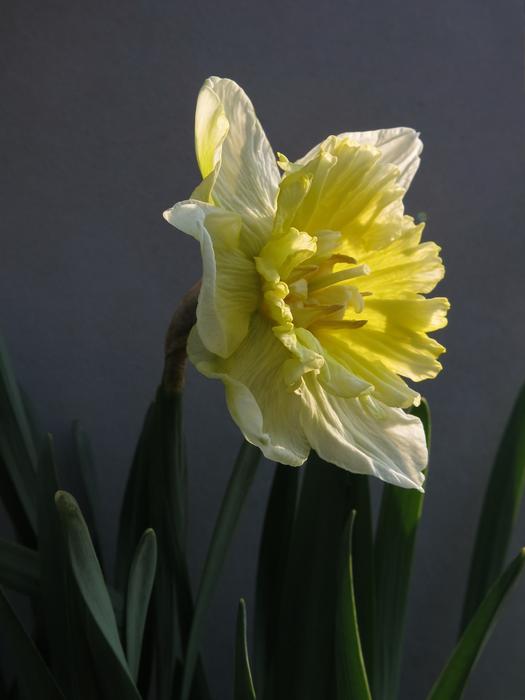 Narcissus Daffodil Flower