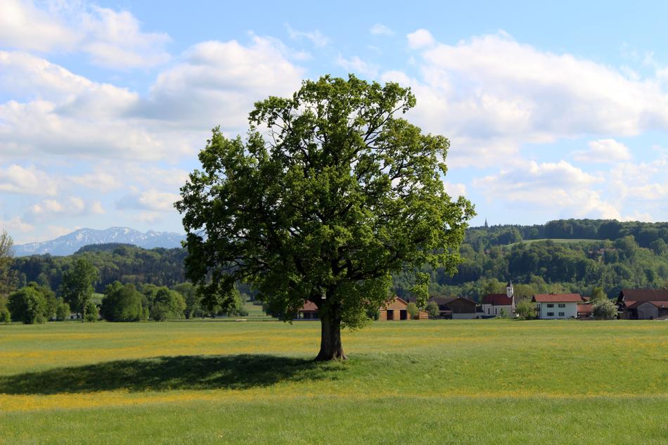 Tree Landscape Nature