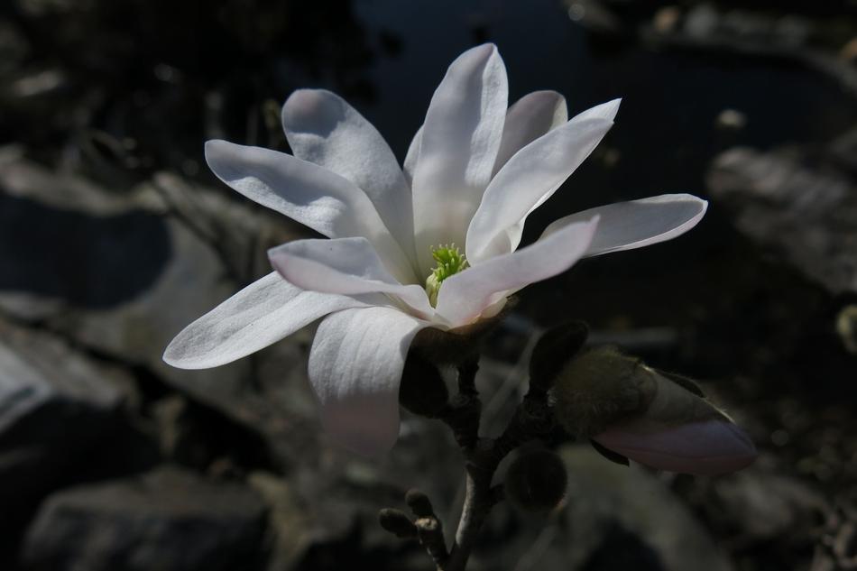 Star Magnolia Nature