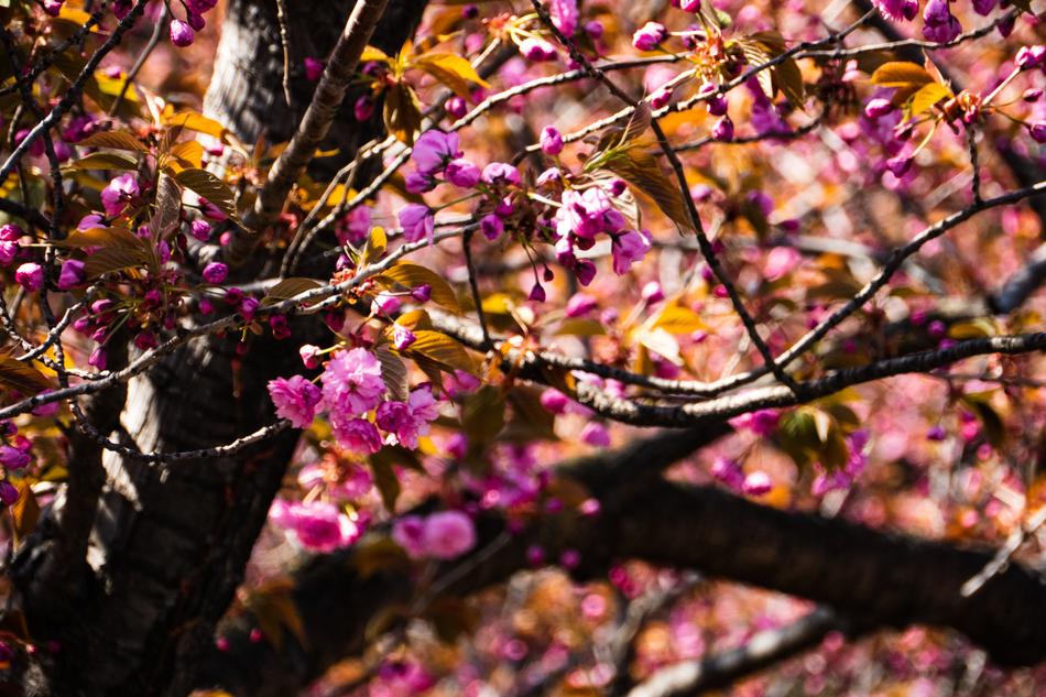 Cherry Spring Tree