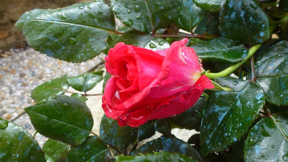 Nature Pink Flower