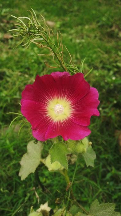 Nature Flower Flora