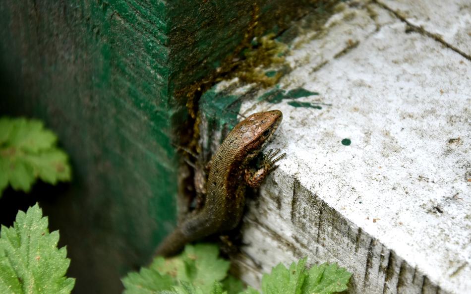 Nature Animals At The Court Of