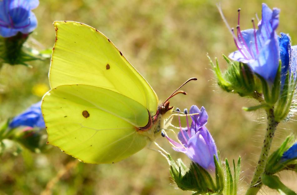 Nature Flower Plant