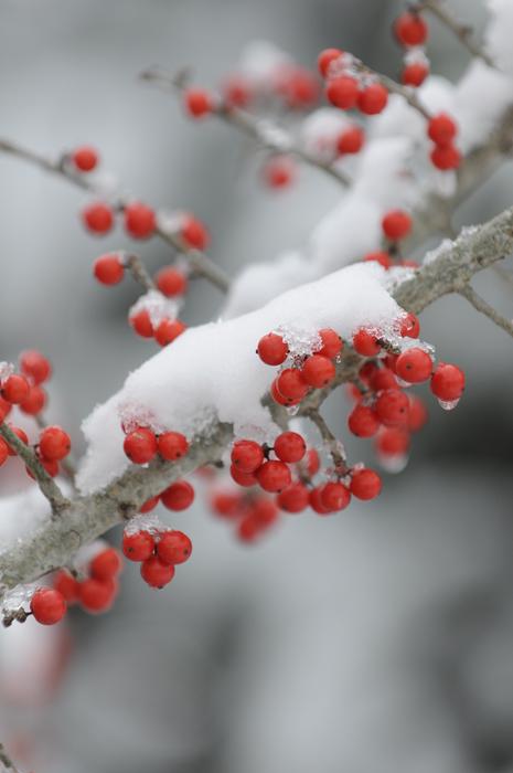 Winter Branch Tree