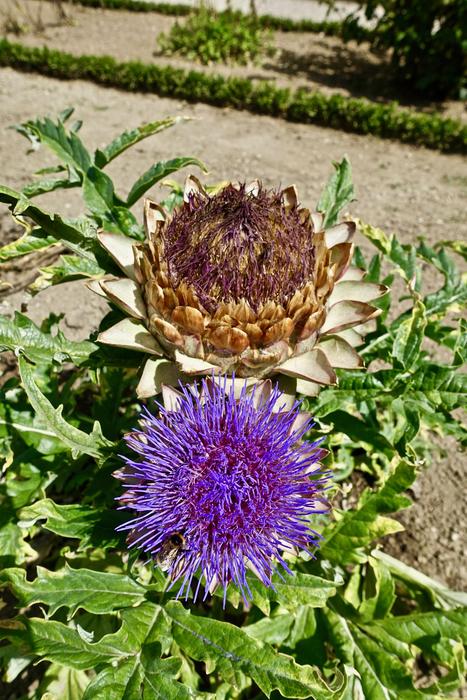 Thistle Flower Flora